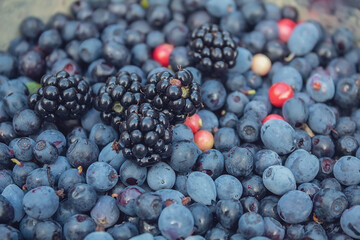 Useful forest berries. Growing berries in the woods. Berries are rich in vitamins