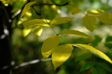 green leaves on a tree