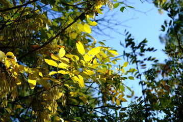 yellow leaves