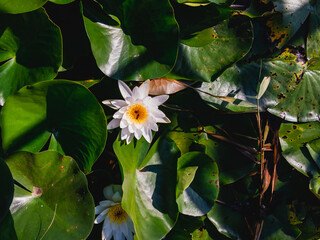 Beautiful white water lily (lat. Nymphaea) flower with green leaves on a sunny summer day.