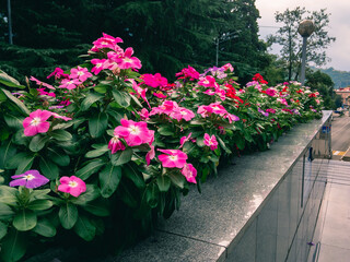Bright pink flowers of Petunia (Latin Petunia) with green leaves grow in a flowerbed on a summer sunny day against a blurred background of greenery.