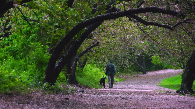 Myriad of fallen Cherry petals cover the footpath under the rows of Cherry trees in the rainy morning at Central Park New York City NY USA on May 05 2019. Dog walker walks on the myriad of fallen Cher