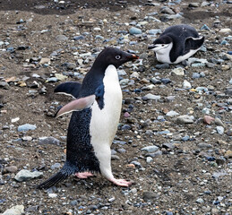 Fototapeta premium Adelie Chinstrap Penguins Frei Station Antarctica