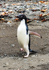 Adelie Penguin Frei Station Antarctica