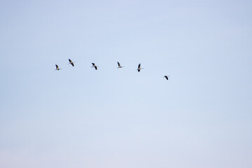 some cranes fly high in the sky