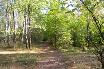 Bright sunny september day and path in the forest