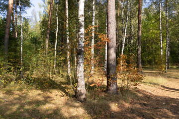 Obraz premium Bright sunny september day and path in the forest