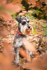 Schnauzer is standing on the way in nature.  She is after running so she is so happy
