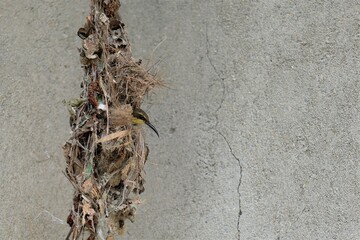 The olive-backed sunbird on of its nest