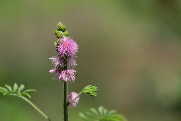 Mimosa pudica showing flower head and leaves