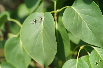 close up of green leaves