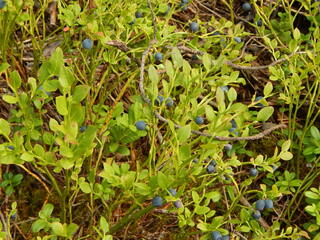 Bushes of ripe blue blueberries in the forest close up