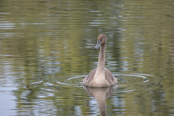 brown swan swimming on a pond
