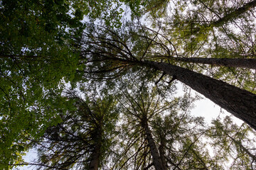 Shining in sun light lurch trees foliage with blue sky