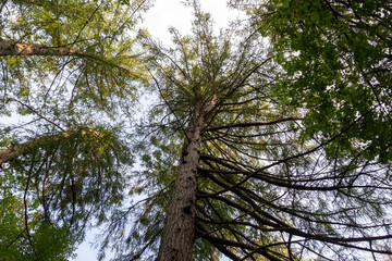 from bottom to top view on larch tree trunk and branches in fall forest with blue sky