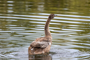 brown swan swimming on a pond