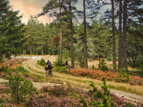 Cycling in a forest in Sweden