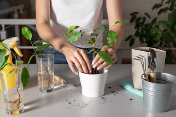 woman planting a young houseplant in a white ceramic flowerpot. ficus benjamin. Home garden concept.