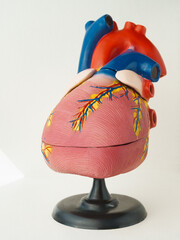 Mock up of a human organ heart isolated on white background. Anatomical structure, physiology of...