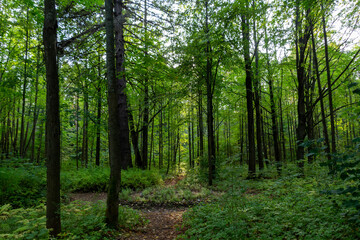 Obraz premium Old abandoned park in september sunny day with big trees, flower bed, path