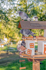 Bird feeder in the city park.  Close-up of a pigeon sitting on a bird feeder