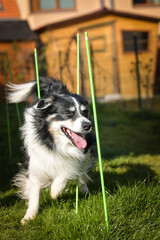Tricolor border collie in agility slalom on individual intensive training at home.