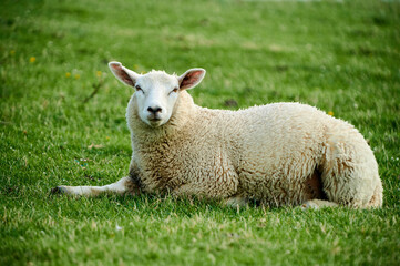 Obraz na płótnie Canvas Ein Schaf liegt auf dem Deich und schaut aufmerksam in die Kamera