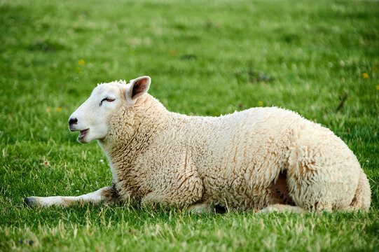 Ein Schaf liegt entspannt auf dem Deich und bl&ouml;kt