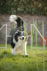 Tricolor border collie in agility slalom on individual intensive training at home.