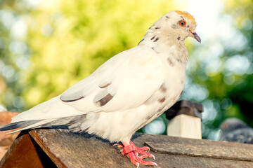 pigeon on a fence