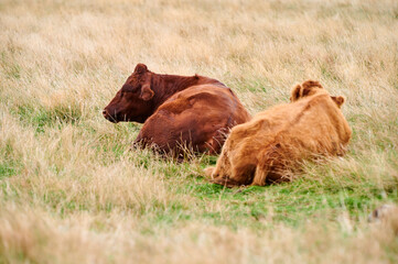 Zwei Rinder liegen auf der Weide