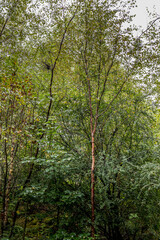 Fototapeta premium green forest in the morning