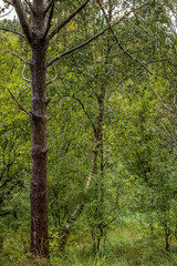 trees in the woods