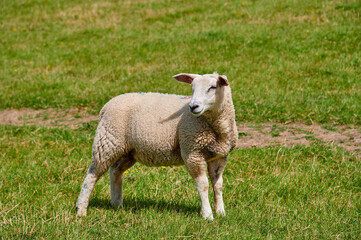 Obraz na płótnie Canvas Ein Schaf steht am Deich und schaut interessiert 