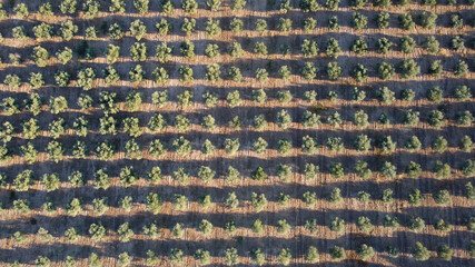 tło drzewa oliwne rolnictwo zieleń  © Piotr