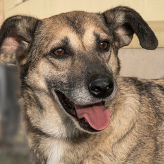Close-up portrait of a simple, funny but smart mongrel dog