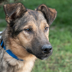 Close-up portrait of a simple, funny but smart mongrel dog
