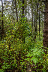 forest in the morning