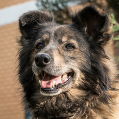 Close-up portrait of a simple, funny but smart mongrel dog