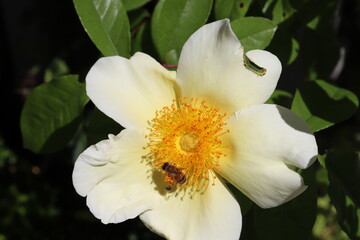 white flower with a bee.