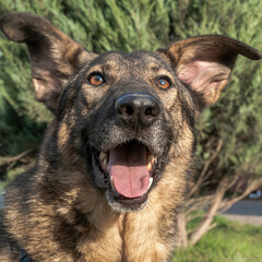 Close-up portrait of a simple, funny but smart mongrel dog