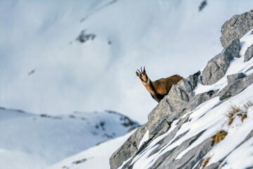 Naklejka na ściany i meble Chamois in the snow on the peaks of the National Park Picos de Europa in Spain.