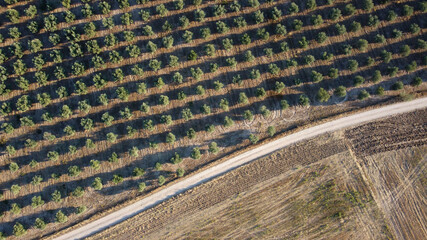 tło drzewa oliwne rolnictwo zieleń  © Piotr