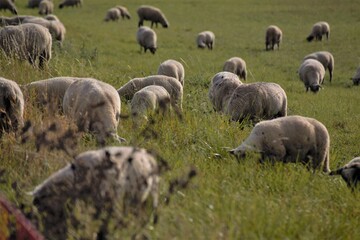 Obraz premium herd of sheep