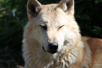 Fototapeta premium loup