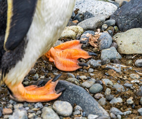 Gentoo Penguin Feet Yankee Harbor Greenwich Island Antarctica