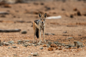 Chacal à chabraque, Canis mesomelas, Afrique