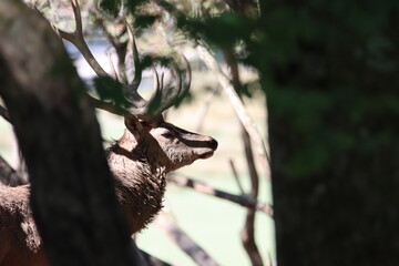 cerf