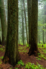 Large trees make up a natural cedar forest