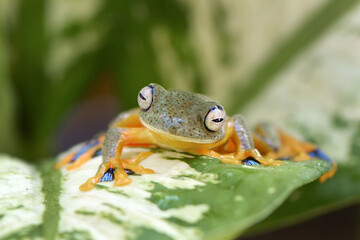 Tree Frog cute face and pose
